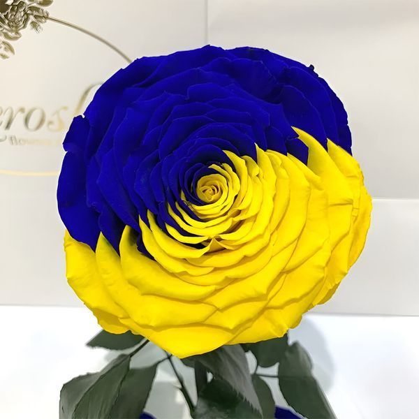 Троянда &laquo;Прапор України&raquo; в колбі Lerosh Lux 33 см на білій підставці D092917 фото